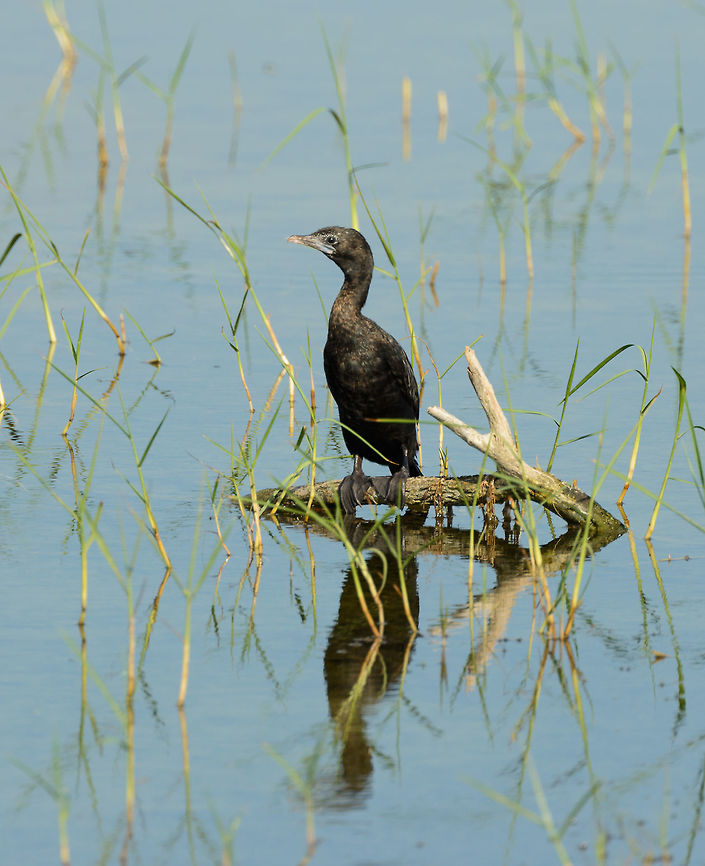 Little Cormorant in Bundla, Sri Lanka Usually in groups, but this branch wasn&#039;t big enough to hold more. Asia,Bundula,Little cormorant,Microcarbo niger,Sri Lanka