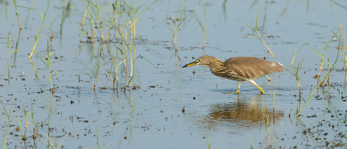 Focused Indian Pond Heron, Bundula, Sri Lanka  Ardeola grayii,Asia,Bundula,Indian Pond Heron,Sri Lanka