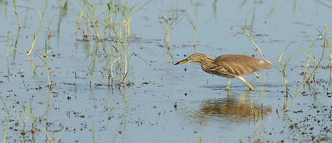 Focused Indian Pond Heron, Bundula, Sri Lanka  Ardeola grayii,Asia,Bundula,Indian Pond Heron,Sri Lanka