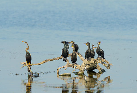 Oriental Darter and Cormorants in Bundula, Sri Lanka The cormorants are constantly arguing and competing over their spot whilst the darter is perfectly silent and just focuses on fishing. Anhinga melanogaster,Asia,Bundula,Oriental darter,Sri Lanka