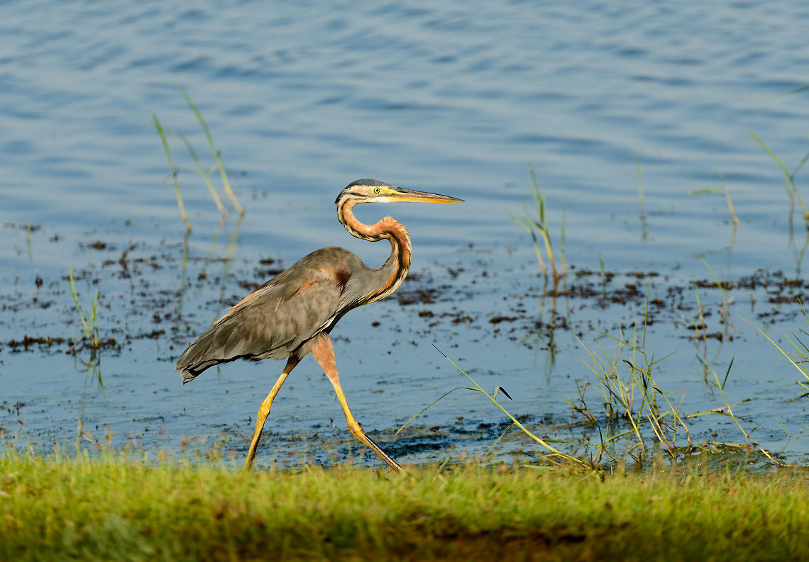 Purple Heron walking in Bundula, Sri Lanka  Ardea purpurea,Asia,Bundula,Purple Heron,Sri Lanka