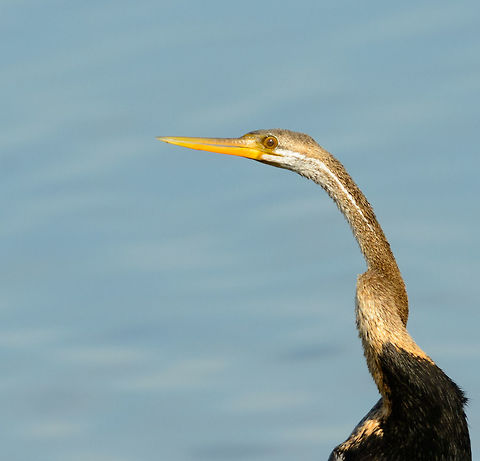 Snakebird (Oriental Darter) in Bundula, Sri Lanka This photo explains its nickname "Snakebird". Anhinga melanogaster,Asia,Bundula,Oriental darter,Sri Lanka