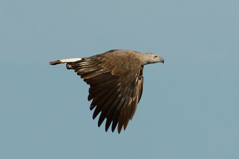 Grey-headed fish eagle in flight We were observing water birds in Bundula along the shore of a pond for 20 minutes, when this raptor scared the **** out of all of them. Although they primarily eat fish, they will not pass on the occasional small bird. Asia,Bundula,Ichthyophaga ichthyaetus,Sri Lanka,grey headed fish eagle