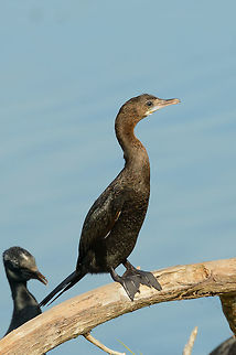 Immature little Cormorant, Bundula, Sri Lanka  Asia,Bundula,Little cormorant,Microcarbo niger,Sri Lanka