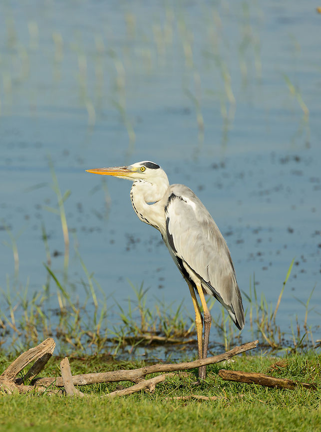 Grey Heron in Bundula, Sri Lanka  Ardea cinerea,Asia,Bundula,Grey heron,Sri Lanka