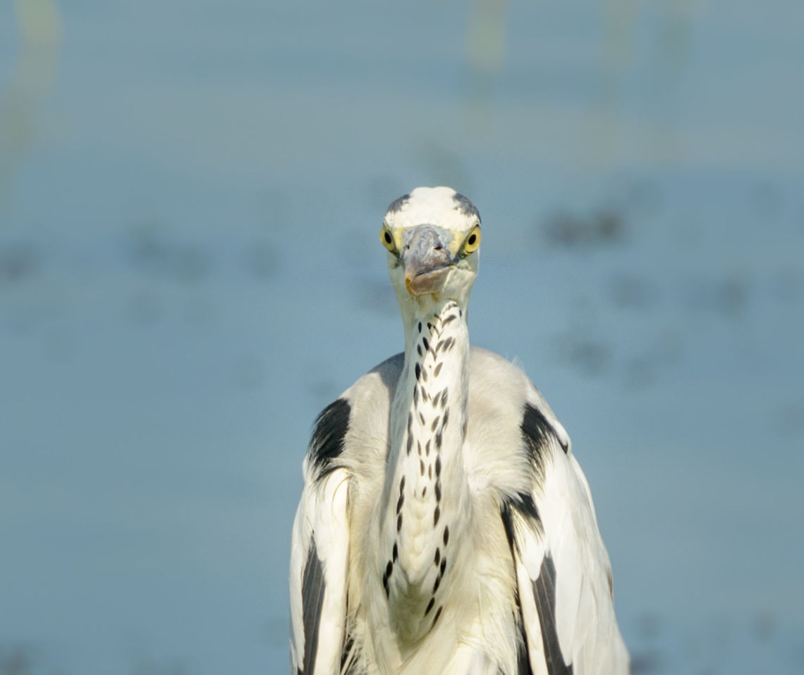 Grey Heron from the front - closeup, Bundula, Sri Lanka Looks very different from this angle:<br />
<figure class="photo"><a href="https://www.jungledragon.com/image/30463/grey_heron_in_bundula_sri_lanka.html" title="Grey Heron in Bundula, Sri Lanka"><img src="https://s3.amazonaws.com/media.jungledragon.com/images/2/30463_thumb.jpg?AWSAccessKeyId=05GMT0V3GWVNE7GGM1R2&Expires=1770854410&Signature=cVkCP2mEQ72Ws9YpZvcoK9r%2Fhfw%3D" width="114" height="152" alt="Grey Heron in Bundula, Sri Lanka  Ardea cinerea,Asia,Bundula,Grey heron,Sri Lanka" /></a></figure> Ardea cinerea,Asia,Bundula,Grey heron,Sri Lanka