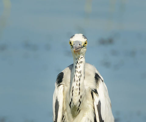 Grey Heron from the front - closeup, Bundula, Sri Lanka Looks very different from this angle:
http://www.jungledragon.com/image/30463/grey_heron_in_bundula_sri_lanka.html Ardea cinerea,Asia,Bundula,Grey heron,Sri Lanka