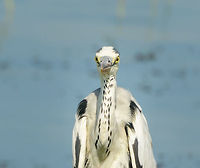 Grey Heron from the front - closeup, Bundula, Sri Lanka Looks very different from this angle:<br />
http://www.jungledragon.com/image/30463/grey_heron_in_bundula_sri_lanka.html Ardea cinerea,Asia,Bundula,Grey heron,Sri Lanka