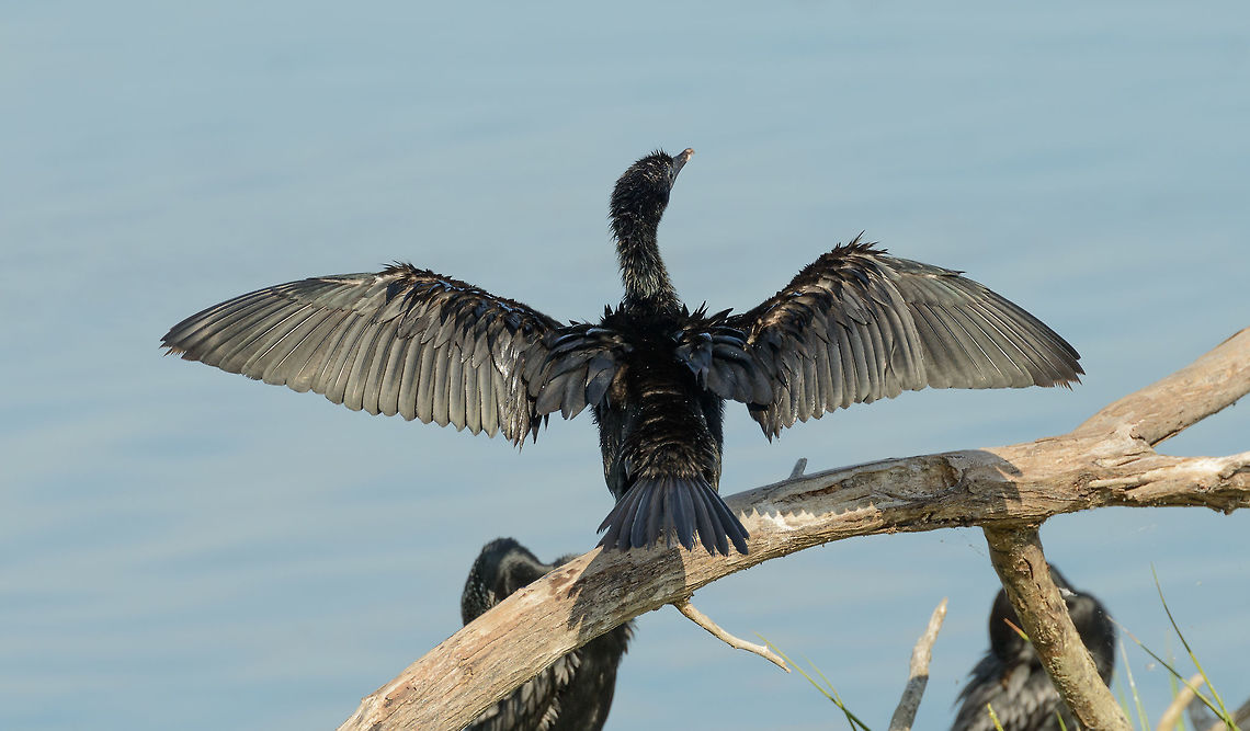 Little Cormorant drying wings in Bundula, Sri Lanka  Asia,Bundula,Little cormorant,Microcarbo niger,Sri Lanka