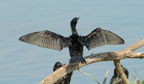 Little Cormorant drying wings in Bundula, Sri Lanka  Asia,Bundula,Little cormorant,Microcarbo niger,Sri Lanka