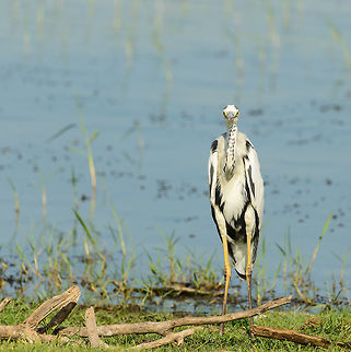 Grey Heron from the front, Bundula, Sri Lanka Closeup: http://www.jungledragon.com/image/30464/grey_heron_from_the_front_-_closeup_bundula_sri_lanka.html
Different angle:
http://www.jungledragon.com/image/30463/grey_heron_in_bundula_sri_lanka.html Ardea cinerea,Asia,Bundula,Grey heron,Sri Lanka