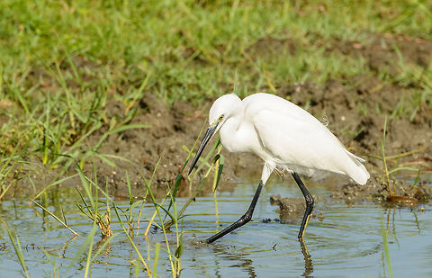 Little Egret at work, Bundula, Sri Lanka The yellow feet, partly visible, give away that this is a little Egret. Asia,Bundula,Egretta garzetta,Little Egret,Sri Lanka