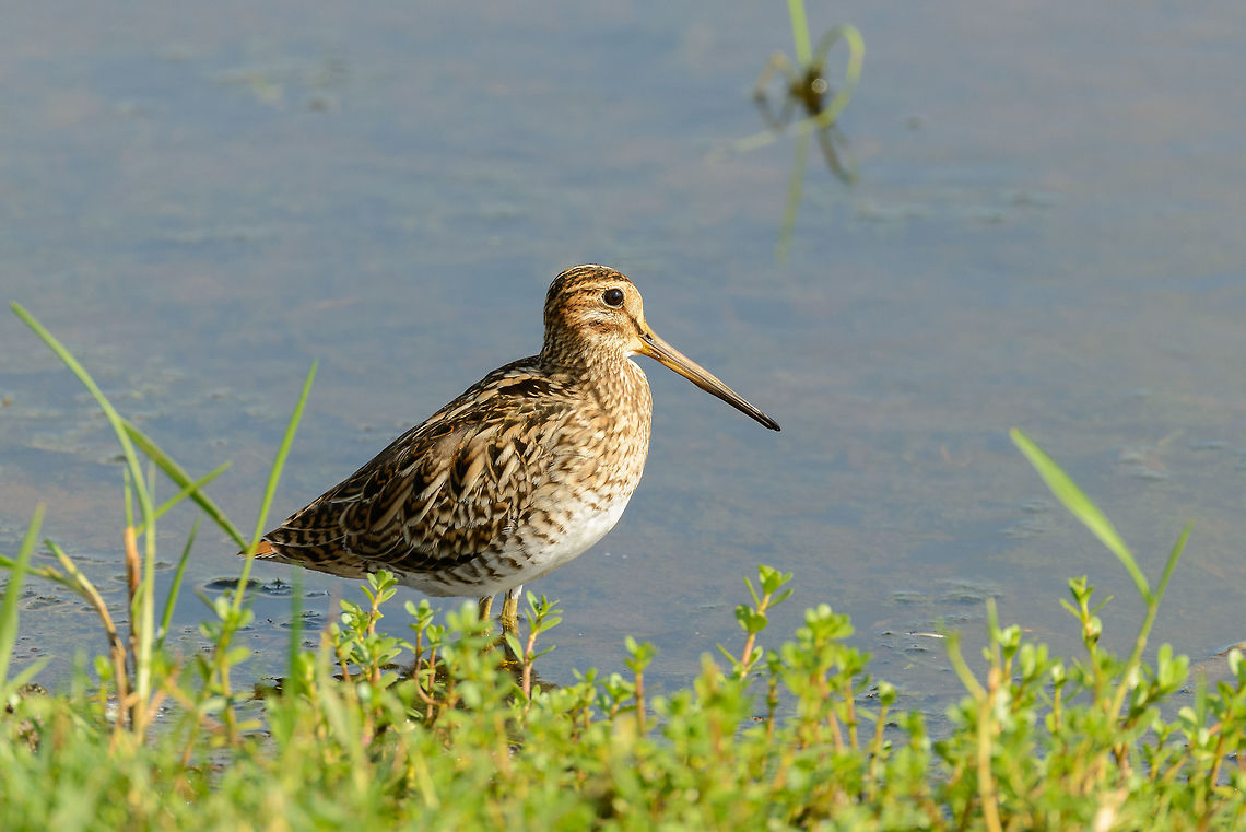 Pin-tailed Snipe in Bundula, Sri Lanka Quite a beautiful bird when seeing it up close, with its earth-like complicated patterns and colors. The pin-tailed snipe and common snipe look very much alike and can only be separated when in flight. I have based this identification on my birds book which mentions the pin-tailed is far more common in this region, so this one is an educated guess. Asia,Bundula,Gallinago stenura,Sri Lanka,pin-tailed snipe
