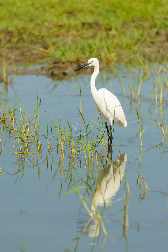 Little egret standing, Bundula, Sri Lanka  Asia,Bundula,Egretta garzetta,Little Egret,Sri Lanka