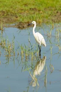 Little egret standing, Bundula, Sri Lanka  Asia,Bundula,Egretta garzetta,Little Egret,Sri Lanka