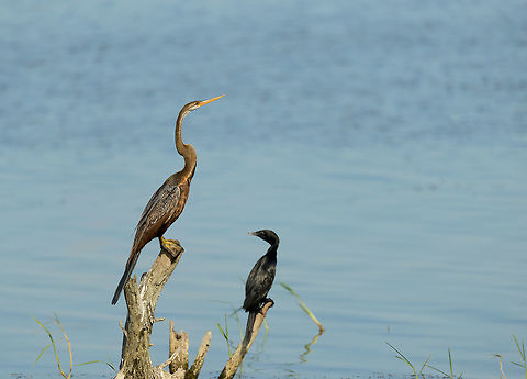 Oriental Darter and Little Cormorant, Bundula, Sri Lanka  Anhinga melanogaster,Asia,Bundula,Oriental darter,Sri Lanka