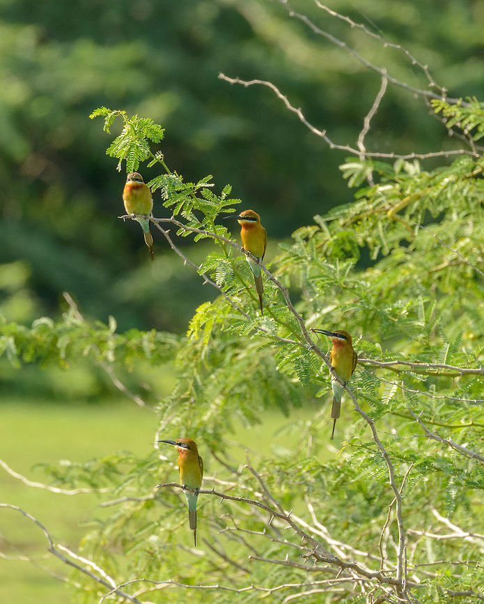 Four Blue-tailed Bee-eaters in Bundula, Sri Lanka Abundant in every park we visited in Sri Lanka, Bundula not being different. They have an endless supply of food due to the enormous amounts of slow flying insects. Asia,Blue-tailed Bee-eater,Bundula,Merops philippinus,Sri Lanka