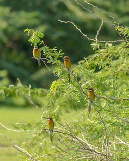 Four Blue-tailed Bee-eaters in Bundula, Sri Lanka Abundant in every park we visited in Sri Lanka, Bundula not being different. They have an endless supply of food due to the enormous amounts of slow flying insects. Asia,Blue-tailed Bee-eater,Bundula,Merops philippinus,Sri Lanka