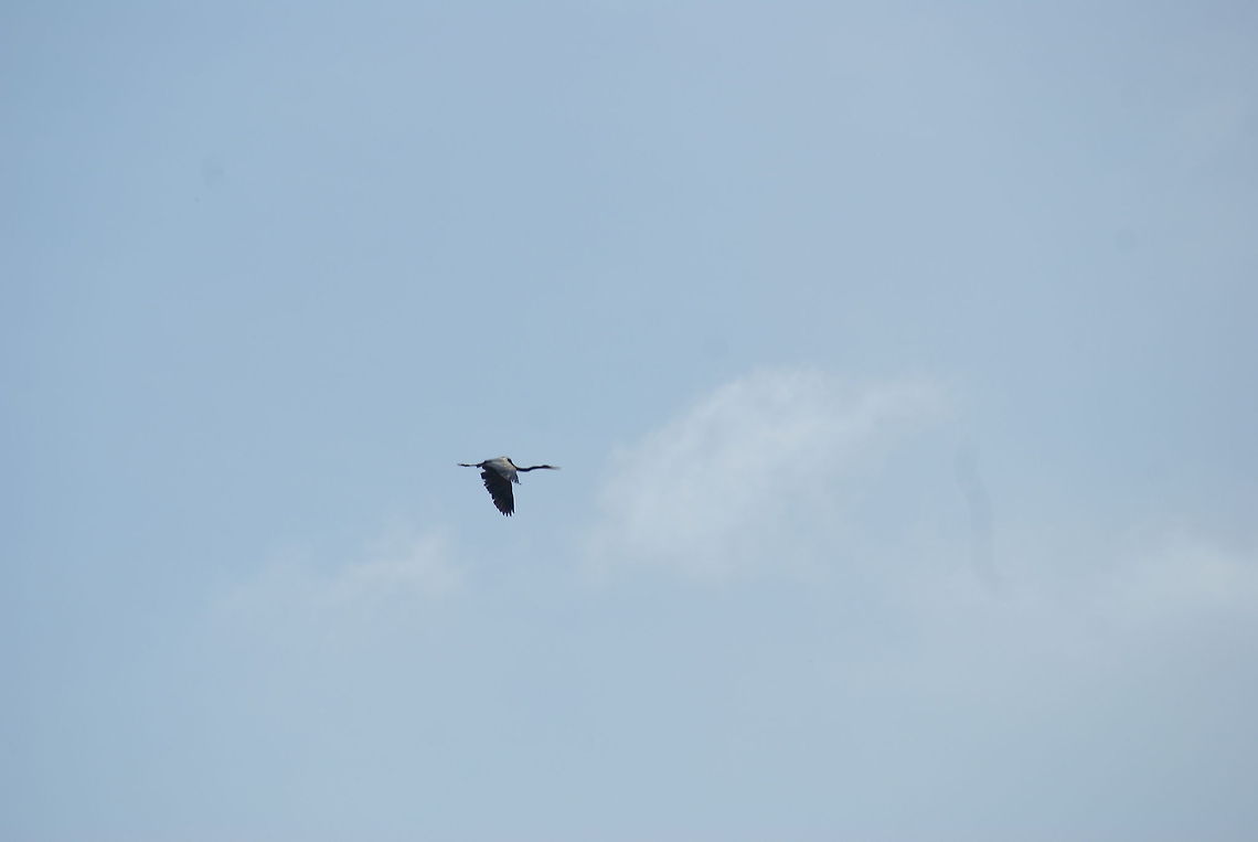 Oriental Darter in flight A far away view of an Oriental Darter in flight, at quite a high altitude. Anhinga melanogaster,Birds,Darter,Flight,Malaysia,Oriental Darter