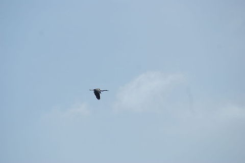 Oriental Darter in flight A far away view of an Oriental Darter in flight, at quite a high altitude. Anhinga melanogaster,Birds,Darter,Flight,Malaysia,Oriental Darter