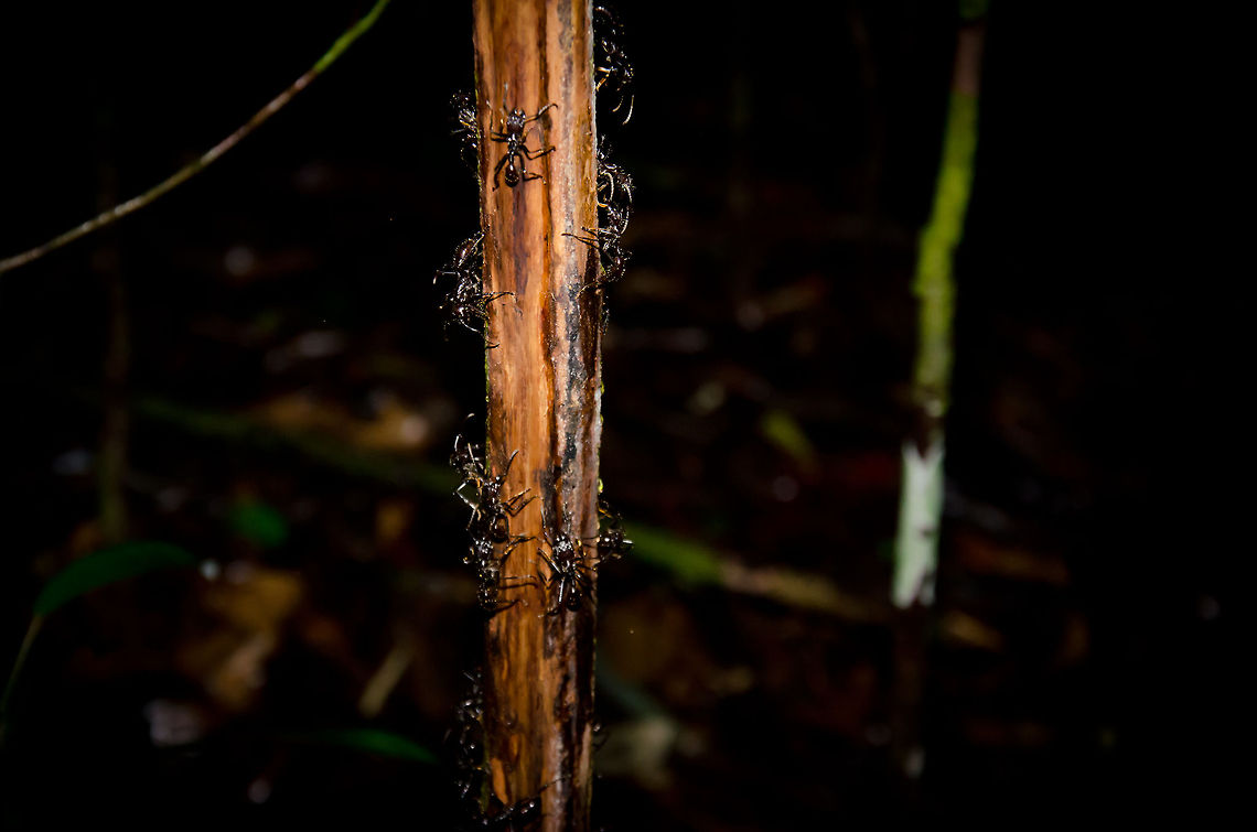 Bullet Ant rage in the Amazon Bullet Ants are known to have one of the most painful bites of all insects, causing 24 hours of pure agony. They are everywhere in the Amazon jungle, usually at the base of trees in populations of a few hundred. In this case, our guide tapped this tree to wake them up. This results in a panic in the nest, with soldiers attacking the source of the noise. They are incredibly fast and very large. Beware. Amazon,Ants,Brazil,Bullet Ants,Geotagged,Paraponera clavata,insects