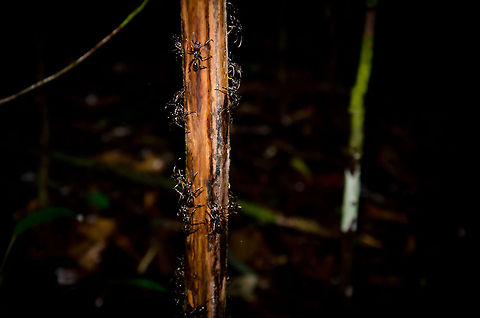 Bullet Ant rage in the Amazon Bullet Ants are known to have one of the most painful bites of all insects, causing 24 hours of pure agony. They are everywhere in the Amazon jungle, usually at the base of trees in populations of a few hundred. In this case, our guide tapped this tree to wake them up. This results in a panic in the nest, with soldiers attacking the source of the noise. They are incredibly fast and very large. Beware. Amazon,Ants,Brazil,Bullet Ants,Geotagged,Paraponera clavata,insects