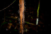 Bullet Ant rage in the Amazon Bullet Ants are known to have one of the most painful bites of all insects, causing 24 hours of pure agony. They are everywhere in the Amazon jungle, usually at the base of trees in populations of a few hundred. In this case, our guide tapped this tree to wake them up. This results in a panic in the nest, with soldiers attacking the source of the noise. They are incredibly fast and very large. Beware. Amazon,Ants,Brazil,Bullet Ants,Geotagged,Paraponera clavata,insects