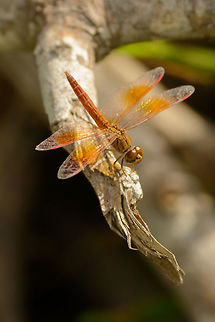 Ditch Jewel (male), Bundula, Sri Lanka Our jeep was stuck in the sand and after helping pushing it out, I had to catch my breath for several minutes. Being on foot in Bundula for a few minutes, I used the opportunity to capture some insects. Mind you, this is taken with a 400mm, not my macro lens. Asia,Brachythemis contaminata,Bundula,Ditch Jewel,Sri Lanka