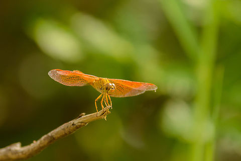Ditch Jewel (male) - II, Bundula, Sri Lanka Our jeep was stuck in the sand and after helping pushing it out, I had to catch my breath for several minutes. Being on foot in Bundula for a few minutes, I used the opportunity to capture some insects. Mind you, this is taken with a 400mm, not my macro lens. Asia,Brachythemis contaminata,Bundula,Ditch Jewel,Sri Lanka