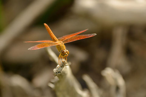 Ditch Jewel (male) - III, Bundula, Sri Lanka Our jeep was stuck in the sand and after helping pushing it out, I had to catch my breath for several minutes. Being on foot in Bundula for a few minutes, I used the opportunity to capture some insects. Mind you, this is taken with a 400mm, not my macro lens. Asia,Brachythemis contaminata,Bundula,Ditch Jewel,Sri Lanka