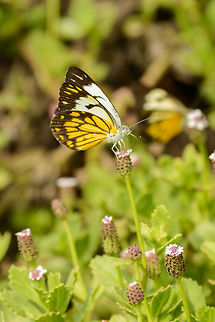 Pioneer white, Bundula, Sri Lanka  Asia,Belenois aurota,Bundula,Pioneer White,Sri Lanka