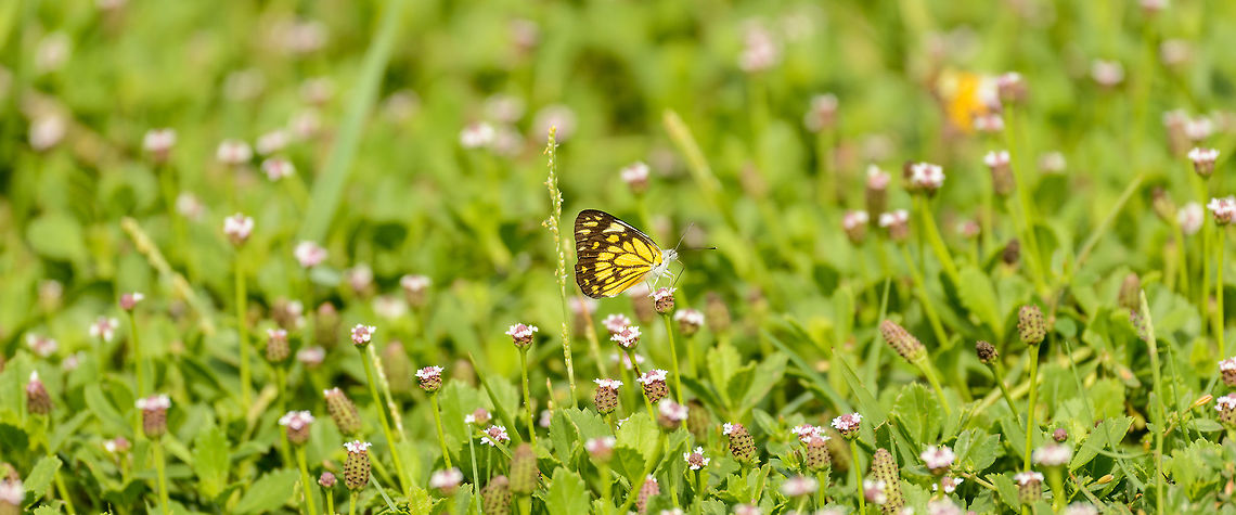Pioneer white habitat view, Bundula, Sri Lanka  Asia,Belenois aurota,Bundula,Pioneer White,Sri Lanka
