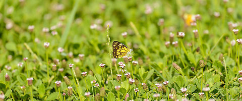 Pioneer white habitat view, Bundula, Sri Lanka  Asia,Belenois aurota,Bundula,Pioneer White,Sri Lanka