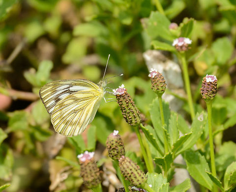 Common Gull, Bundula, Sri Lanka  Asia,Bundula,Cepora nerissa,Common Gull,Sri Lanka