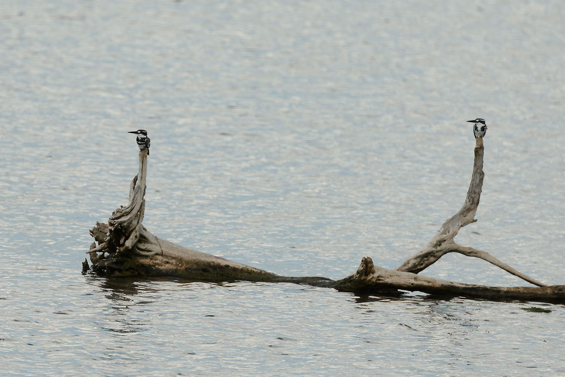 Pair of Pied Kingfishers, Bundula, Sri Lanka In the middle of a shower.  Asia,Bundula,Ceryle rudis,Pied Kingfisher,Sri Lanka