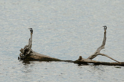 Pair of Pied Kingfishers, Bundula, Sri Lanka In the middle of a shower.  Asia,Bundula,Ceryle rudis,Pied Kingfisher,Sri Lanka
