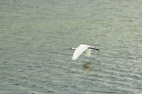 Eurasian Spoonbill in flight, Bundula, Sri Lanka  Asia,Bundula,Eurasian Spoonbill,Platalea leucorodia,Sri Lanka