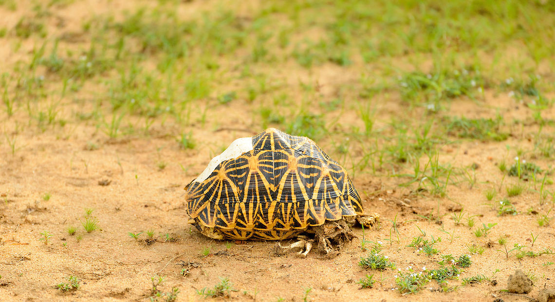 Indian Star Tortoise in Bundula, Sri Lanka Note the white parts, this one seems to have lost some of its scales. Asia,Bundula,Geochelone elegans,Indian star tortoise,Sri Lanka