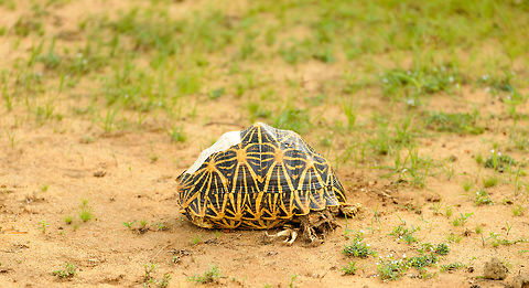 Indian Star Tortoise in Bundula, Sri Lanka Note the white parts, this one seems to have lost some of its scales. Asia,Bundula,Geochelone elegans,Indian star tortoise,Sri Lanka