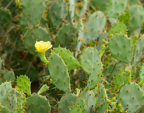 Opuntia stricta, Bundula, Sri Lanka This is an invasive species in Sri Lanka, and in particular in this location (Bundula). From Wikipedia:

"In Sri Lanka it has overgrown a 30 kilometer long coastal area between Hambantota and Yala National Park, especially in Bundala National Park, a Ramsar wetland site. It has overgrown several hundreds of hectares of sand dune areas and adjoining scrub forests and pasture lands. Some areas are so densely covered that they are completely inaccessible for humans and animals. The seeds are spread by macaque monkeys, and perhaps other animals and birds, that eat the large fruits. It is also spread by people cutting down the cactus but leaving the cuttings, which then re-sprout where they have fallen. No control measures have been carried out except some costly manual removal of about 10 hectares on the dunes near Bundala village. The cactus is due to invade Yala National Park." Asia,Bundula,Erect Prickly Pear,Invasive species,Opuntia stricta,Sri Lanka
