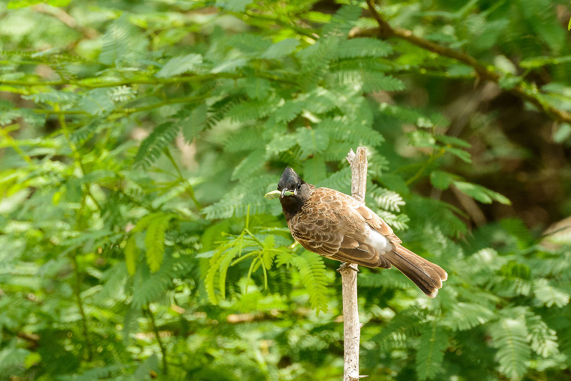 Red-vented Bulbul in Bundula, Sri Lanka It seems to have a piece of Erect Prickly Pear, an invasive cactus species in its beak. Asia,Bundula,Pycnonotus cafer,Red-vented Bulbul,Sri Lanka