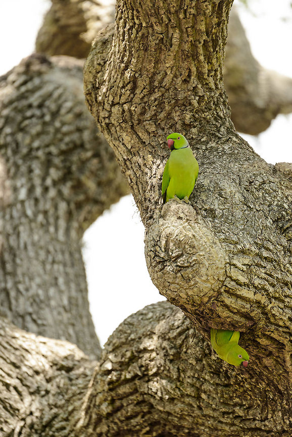 Rose-ringed Parakeet couple in Bundula, Sri Lanka  Asia,Bundula,Psittacula krameri,Rose-ringed parakeet,Sri Lanka