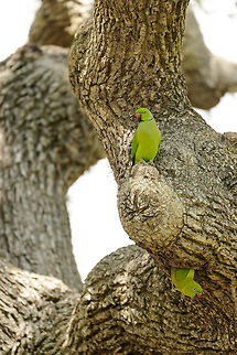 Rose-ringed Parakeet couple in Bundula, Sri Lanka  Asia,Bundula,Psittacula krameri,Rose-ringed parakeet,Sri Lanka