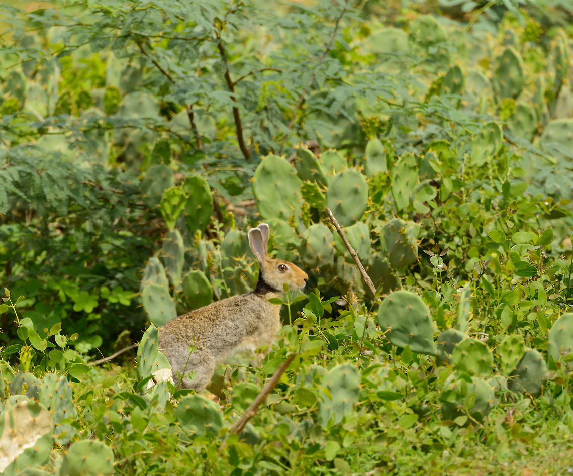 Indian Hare admist Erect Prickly Pear cactus, Bundula, Sri Lanka The cactus is an invasive species, looks like the hare uses it to its advantage. Asia,Bundula,Indian hare,Lepus nigricollis,Sri Lanka