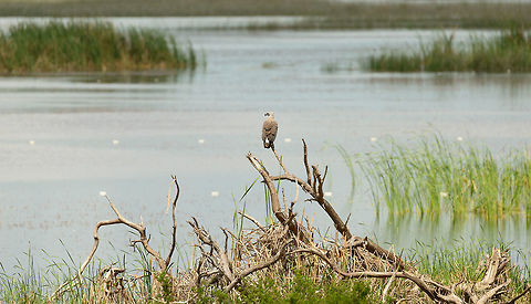 Grey-headed fish eagle oversees Bundula wetlands, Sri Lanka  Asia,Bundula,Grey-headed fish eagle,Ichthyophaga ichthyaetus,Sri Lanka
