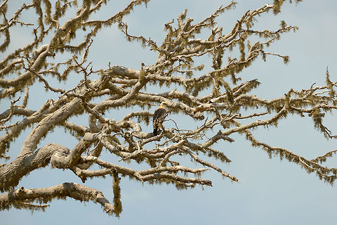 Changeable Hawk-Eagle in giant tree, Bundula, Sri Lanka  Asia,Bundula,Changeable Hawk-Eagle,Nisaetus cirrhatus,Sri Lanka