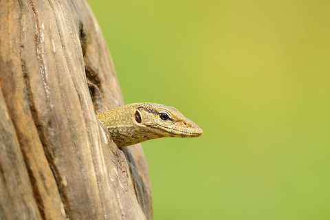 Land Monitor (juvenile) in tree nest, Bundula, Sri Lanka I found it quite surprising to find this land monitor inside a tree hollow. Apparently particular sub species occasionally show this behavior. Asia,Bengal monitor (Indian monitor),Bundula,Sri Lanka,Varanus bengalensis
