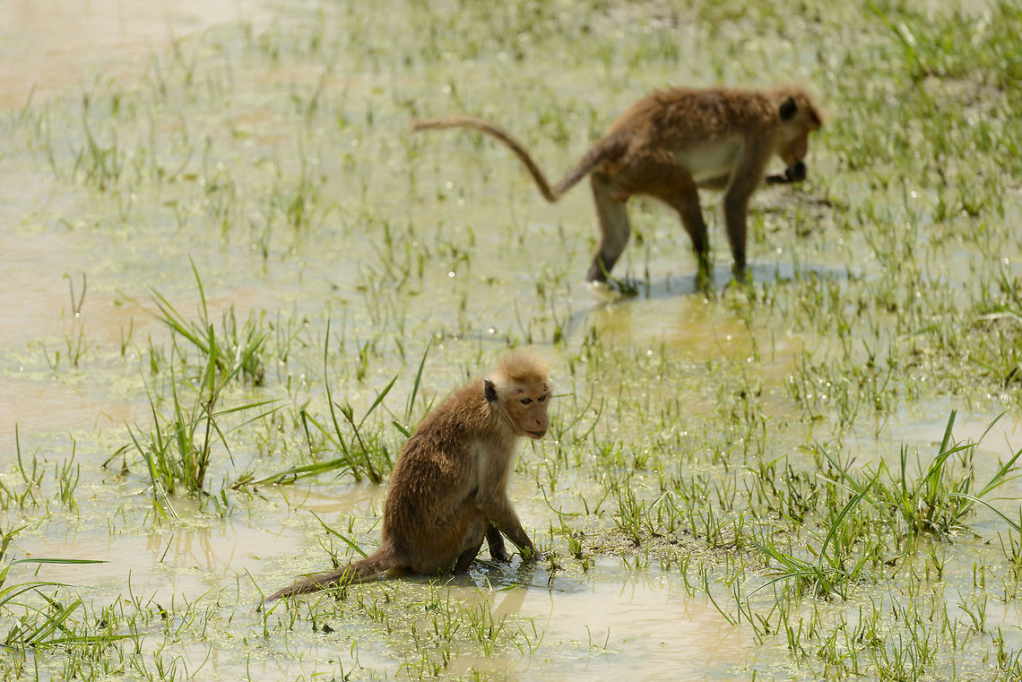 Toque Macaques feeding in water grass, Bundula, Sri Lanka Not sure which type of plant they are actually feeding on, but they sure don&#039;t mind getting wet. Asia,Bundula,Macaca sinica,Sri Lanka,Toque macaque