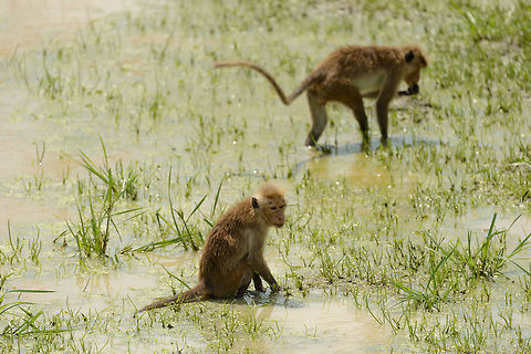 Toque Macaques feeding in water grass, Bundula, Sri Lanka Not sure which type of plant they are actually feeding on, but they sure don't mind getting wet. Asia,Bundula,Macaca sinica,Sri Lanka,Toque macaque