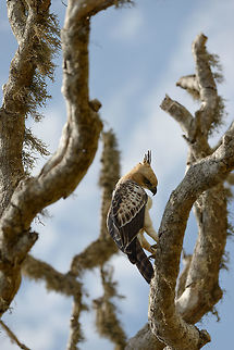 Closeup of Changeable Hawk-eagle in Bundula, Sri Lanka The weird angle is due to its being directly above our heads. Asia,Bundula,Changeable Hawk-Eagle,Nisaetus cirrhatus,Sri Lanka